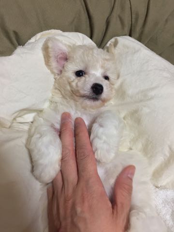 ビションフリーゼこいぬ情報フントヒュッテビションこいぬ画像子犬の社会化ショップビションフリーゼチャンピオン犬血統東京ビションメス関東かわいいビションおとこのこ文京区出産情報性格ビション家族募集中_25.jpg