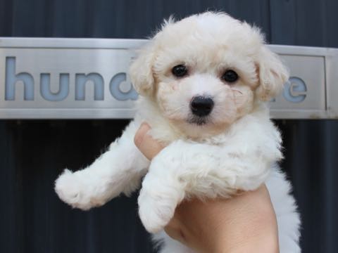 ビションフリーゼこいぬ情報フントヒュッテビションこいぬ画像子犬の社会化ショップビションフリーゼチャンピオン犬血統東京ビションメス関東かわいいビションおとこのこ文京区出産情報性格ビション家族募集中_34.jpg