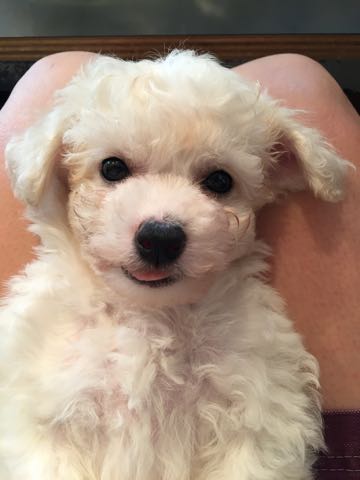 ビションフリーゼこいぬ情報フントヒュッテビションこいぬ画像子犬の社会化ショップビションフリーゼチャンピオン犬血統東京ビションメス関東かわいいビションおとこのこ文京区出産情報性格ビション家族募集中_51.jpg