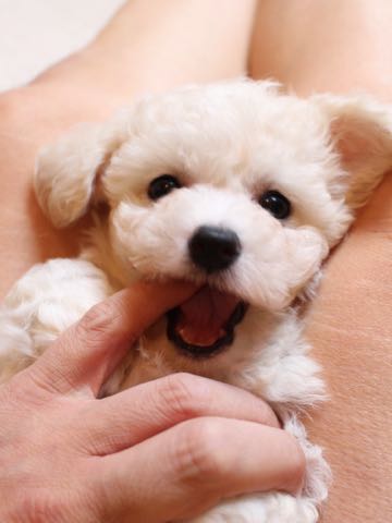 ビションフリーゼこいぬ情報フントヒュッテビションこいぬ画像子犬の社会化ショップビションフリーゼチャンピオン犬血統東京ビションメス関東かわいいビションおとこのこ文京区出産情報性格ビション家族募集中_70.jpg