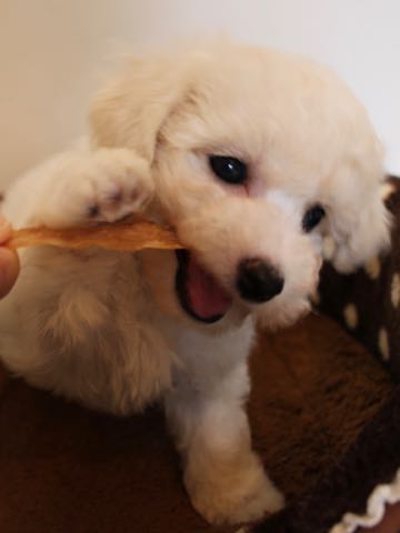 ビションフリーゼこいぬ情報フントヒュッテビションこいぬ画像子犬の社会化ショップビションフリーゼチャンピオン犬血統東京ビションメス関東かわいいビションおとこのこ文京区出産情報性格ビション家族募集中_73.jpg