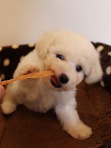 ビションフリーゼこいぬ情報フントヒュッテビションこいぬ画像子犬の社会化ショップビションフリーゼチャンピオン犬血統東京ビションメス関東かわいいビションおとこのこ文京区出産情報性格ビション家族募集中_80.jpg