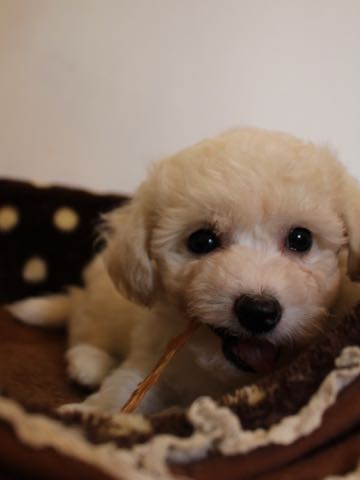 ビションフリーゼこいぬ情報フントヒュッテビションこいぬ画像子犬の社会化ショップビションフリーゼチャンピオン犬血統東京ビションメス関東かわいいビションおとこのこ文京区出産情報性格ビション家族募集中_81.jpg