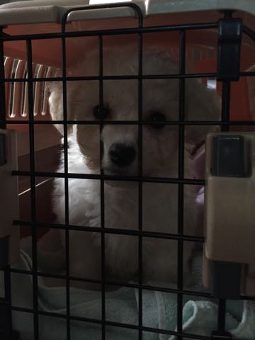ビションフリーゼこいぬ情報フントヒュッテビションこいぬ画像子犬の社会化ショップビションフリーゼチャンピオン犬血統東京ビションメス関東かわいいビションおとこのこ文京区出産情報性格ビション家族募集中_84.jpg