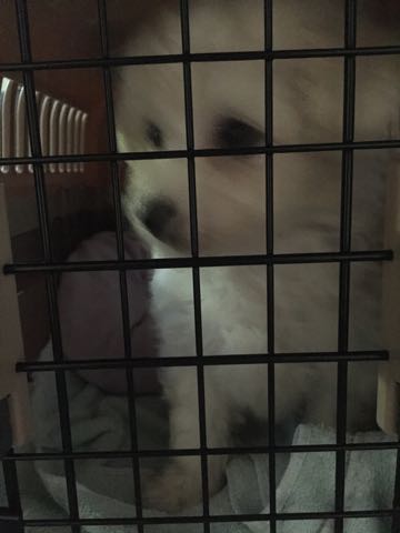 ビションフリーゼこいぬ情報フントヒュッテビションこいぬ画像子犬の社会化ショップビションフリーゼチャンピオン犬血統東京ビションメス関東かわいいビションおとこのこ文京区出産情報性格ビション家族募集中_86.jpg