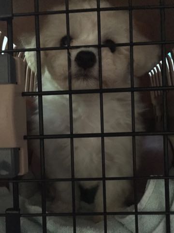 ビションフリーゼこいぬ情報フントヒュッテビションこいぬ画像子犬の社会化ショップビションフリーゼチャンピオン犬血統東京ビションメス関東かわいいビションおとこのこ文京区出産情報性格ビション家族募集中_87.jpg
