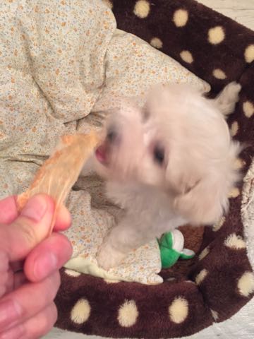 ビションフリーゼこいぬ情報フントヒュッテビションこいぬ画像子犬の社会化ショップビションフリーゼチャンピオン犬血統東京ビションメス関東かわいいビションおとこのこ文京区出産情報性格ビション家族募集中_94.jpg