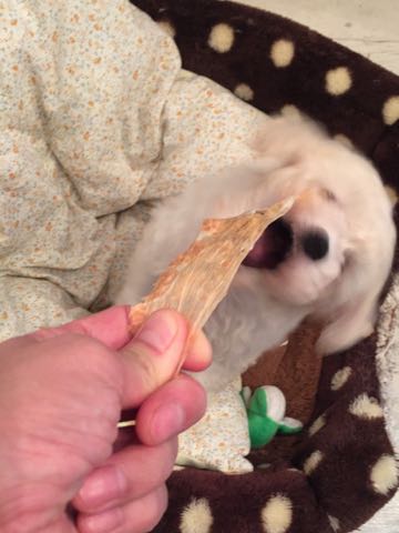 ビションフリーゼこいぬ情報フントヒュッテビションこいぬ画像子犬の社会化ショップビションフリーゼチャンピオン犬血統東京ビションメス関東かわいいビションおとこのこ文京区出産情報性格ビション家族募集中_95.jpg