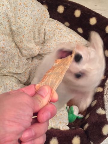 ビションフリーゼこいぬ情報フントヒュッテビションこいぬ画像子犬の社会化ショップビションフリーゼチャンピオン犬血統東京ビションメス関東かわいいビションおとこのこ文京区出産情報性格ビション家族募集中_96.jpg