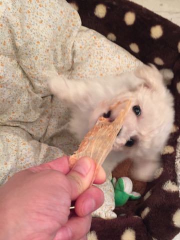 ビションフリーゼこいぬ情報フントヒュッテビションこいぬ画像子犬の社会化ショップビションフリーゼチャンピオン犬血統東京ビションメス関東かわいいビションおとこのこ文京区出産情報性格ビション家族募集中_97.jpg