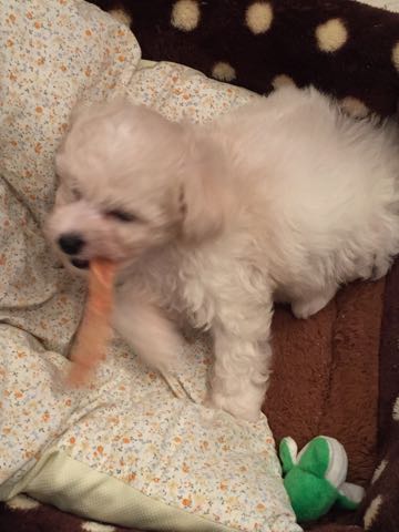 ビションフリーゼこいぬ情報フントヒュッテビションこいぬ画像子犬の社会化ショップビションフリーゼチャンピオン犬血統東京ビションメス関東かわいいビションおとこのこ文京区出産情報性格ビション家族募集中_98.jpg