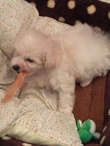 ビションフリーゼこいぬ情報フントヒュッテビションこいぬ画像子犬の社会化ショップビションフリーゼチャンピオン犬血統東京ビションメス関東かわいいビションおとこのこ文京区出産情報性格ビション家族募集中_99.jpg