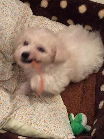 ビションフリーゼこいぬ情報フントヒュッテビションこいぬ画像子犬の社会化ショップビションフリーゼチャンピオン犬血統東京ビションメス関東かわいいビションおとこのこ文京区出産情報性格ビション家族募集中_100.jpg