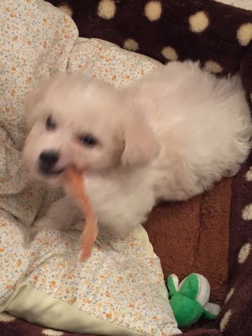 ビションフリーゼこいぬ情報フントヒュッテビションこいぬ画像子犬の社会化ショップビションフリーゼチャンピオン犬血統東京ビションメス関東かわいいビションおとこのこ文京区出産情報性格ビション家族募集中_101.jpg