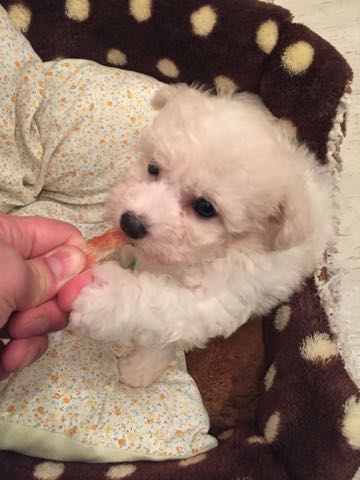 ビションフリーゼこいぬ情報フントヒュッテビションこいぬ画像子犬の社会化ショップビションフリーゼチャンピオン犬血統東京ビションメス関東かわいいビションおとこのこ文京区出産情報性格ビション家族募集中_102.jpg