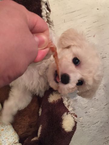 ビションフリーゼこいぬ情報フントヒュッテビションこいぬ画像子犬の社会化ショップビションフリーゼチャンピオン犬血統東京ビションメス関東かわいいビションおとこのこ文京区出産情報性格ビション家族募集中_103.jpg