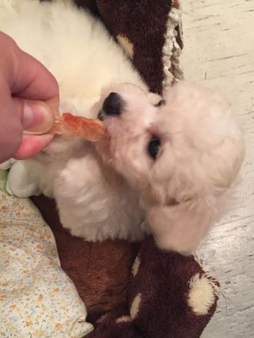 ビションフリーゼこいぬ情報フントヒュッテビションこいぬ画像子犬の社会化ショップビションフリーゼチャンピオン犬血統東京ビションメス関東かわいいビションおとこのこ文京区出産情報性格ビション家族募集中_104.jpg