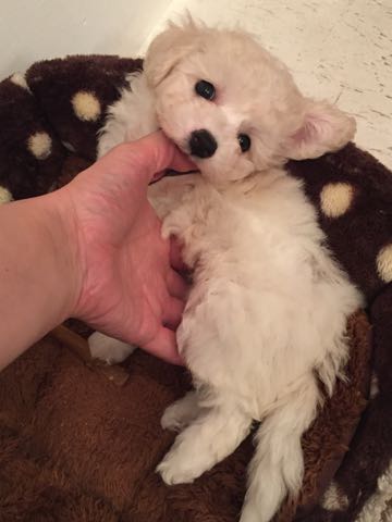 ビションフリーゼこいぬ情報フントヒュッテビションこいぬ画像子犬の社会化ショップビションフリーゼチャンピオン犬血統東京ビションメス関東かわいいビションおとこのこ文京区出産情報性格ビション家族募集中_116.jpg