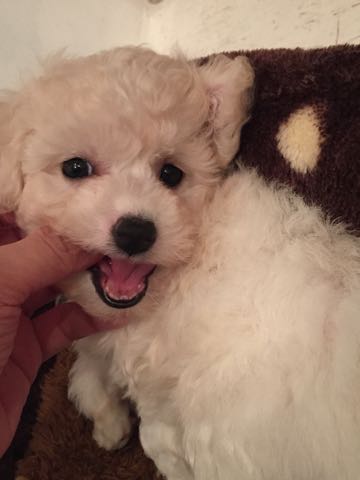 ビションフリーゼこいぬ情報フントヒュッテビションこいぬ画像子犬の社会化ショップビションフリーゼチャンピオン犬血統東京ビションメス関東かわいいビションおとこのこ文京区出産情報性格ビション家族募集中_117.jpg