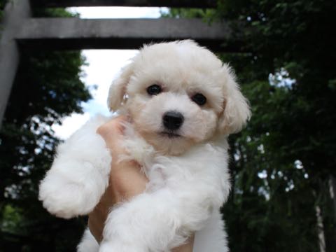 ビションフリーゼこいぬ情報フントヒュッテビションこいぬ画像子犬の社会化ショップビションフリーゼチャンピオン犬血統東京ビションメス関東かわいいビションおとこのこ文京区出産情報性格ビション家族募集中_123.jpg