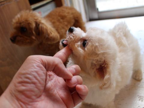 ビションフリーゼこいぬ情報フントヒュッテビションこいぬ画像子犬の社会化ショップビションフリーゼチャンピオン犬血統東京ビションメス関東かわいいビションおとこのこ文京区出産情報性格ビション家族募集中_154.jpg
