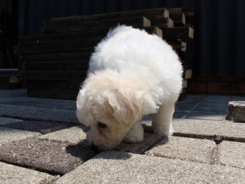 ビションフリーゼこいぬ情報フントヒュッテビションこいぬ画像子犬の社会化ショップビションフリーゼチャンピオン犬血統東京ビションメス関東かわいいビションおとこのこ文京区出産情報性格ビション家族募集中_164.jpg