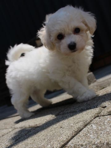 ビションフリーゼこいぬ情報フントヒュッテビションこいぬ画像子犬の社会化ショップビションフリーゼチャンピオン犬血統東京ビションメス関東かわいいビションおとこのこ文京区出産情報性格ビション家族募集中_165.jpg