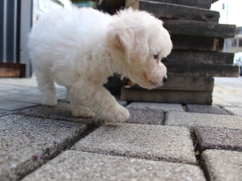 ビションフリーゼこいぬ情報フントヒュッテビションこいぬ画像子犬の社会化ショップビションフリーゼチャンピオン犬血統東京ビションメス関東かわいいビションおとこのこ文京区出産情報性格ビション家族募集中_180.jpg