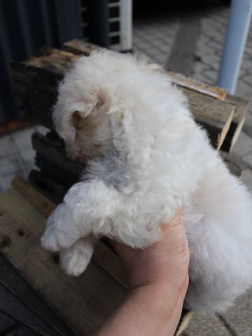 ビションフリーゼこいぬ情報フントヒュッテビションこいぬ画像子犬の社会化ショップビションフリーゼチャンピオン犬血統東京ビションメス関東かわいいビションおとこのこ文京区出産情報性格ビション家族募集中_181.jpg