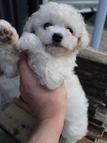 ビションフリーゼこいぬ情報フントヒュッテビションこいぬ画像子犬の社会化ショップビションフリーゼチャンピオン犬血統東京ビションメス関東かわいいビションおとこのこ文京区出産情報性格ビション家族募集中_182.jpg
