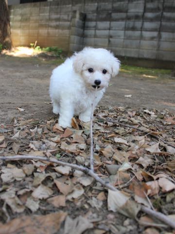 ビションフリーゼこいぬ情報フントヒュッテビションこいぬ画像子犬の社会化ショップビションフリーゼチャンピオン犬血統東京ビションメス関東かわいいビションおとこのこ文京区出産情報性格ビション家族募集中_204.jpg