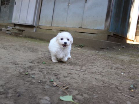 ビションフリーゼこいぬ情報フントヒュッテビションこいぬ画像子犬の社会化ショップビションフリーゼチャンピオン犬血統東京ビションメス関東かわいいビションおとこのこ文京区出産情報性格ビション家族募集中_205.jpg