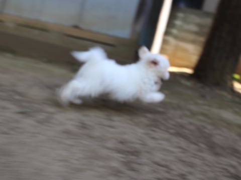 ビションフリーゼこいぬ情報フントヒュッテビションこいぬ画像子犬の社会化ショップビションフリーゼチャンピオン犬血統東京ビションメス関東かわいいビションおとこのこ文京区出産情報性格ビション家族募集中_206.jpg