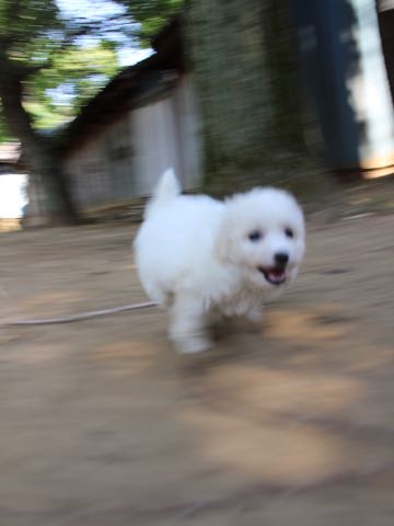 ビションフリーゼこいぬ情報フントヒュッテビションこいぬ画像子犬の社会化ショップビションフリーゼチャンピオン犬血統東京ビションメス関東かわいいビションおとこのこ文京区出産情報性格ビション家族募集中_214.jpg