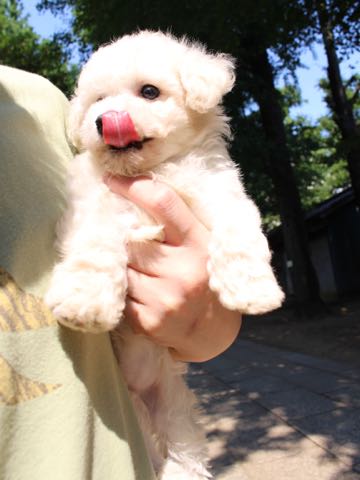 ビションフリーゼこいぬ情報フントヒュッテビションこいぬ画像子犬の社会化ショップビションフリーゼチャンピオン犬血統東京ビションメス関東かわいいビションおとこのこ文京区出産情報性格ビション家族募集中_215.jpg