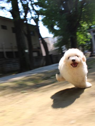 ビションフリーゼこいぬ情報フントヒュッテビションこいぬ画像子犬の社会化ショップビションフリーゼチャンピオン犬血統東京ビションメス関東かわいいビションおとこのこ文京区出産情報性格ビション家族募集中_216.jpg