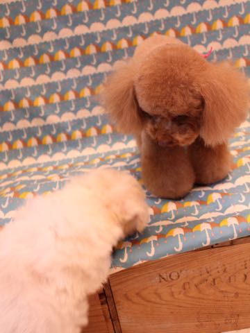 ビションフリーゼこいぬ情報フントヒュッテビションこいぬ画像子犬の社会化ショップビションフリーゼチャンピオン犬血統東京ビションメス関東かわいいビションおとこのこ文京区出産情報性格ビション家族募集中_239