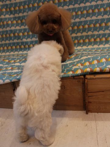 ビションフリーゼこいぬ情報フントヒュッテビションこいぬ画像子犬の社会化ショップビションフリーゼチャンピオン犬血統東京ビションメス関東かわいいビションおとこのこ文京区出産情報性格ビション家族募集中_240