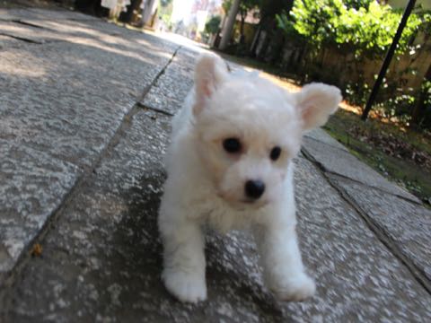 ビションフリーゼこいぬ情報フントヒュッテビションこいぬ画像子犬の社会化ショップビションフリーゼチャンピオン犬血統東京ビションメス関東かわいいビションおとこのこ文京区出産情報性格ビション家族募集中_251