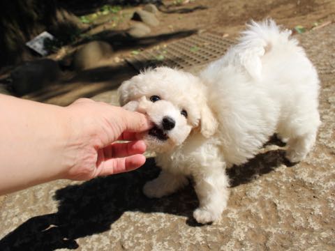 ビションフリーゼこいぬ情報フントヒュッテビションこいぬ画像子犬の社会化ショップビションフリーゼチャンピオン犬血統東京ビションメス関東かわいいビションおとこのこ文京区出産情報性格ビション家族募集中_257
