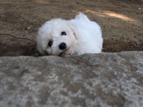 ビションフリーゼこいぬ情報フントヒュッテビションこいぬ画像子犬の社会化ショップビションフリーゼチャンピオン犬血統東京ビションメス関東かわいいビションおとこのこ文京区出産情報性格ビション家族募集中_270