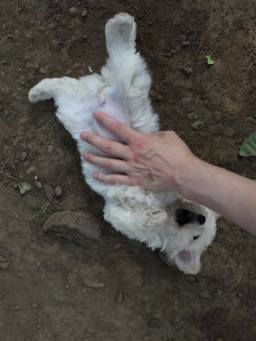 ビションフリーゼこいぬ情報フントヒュッテビションこいぬ画像子犬の社会化ショップビションフリーゼチャンピオン犬血統東京ビションメス関東かわいいビションおとこのこ文京区出産情報性格ビション家族募集中_277