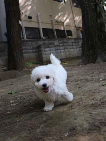 ビションフリーゼこいぬ情報フントヒュッテビションこいぬ画像子犬の社会化ショップビションフリーゼチャンピオン犬血統東京ビションメス関東かわいいビションおとこのこ文京区出産情報性格ビション家族募集中_278