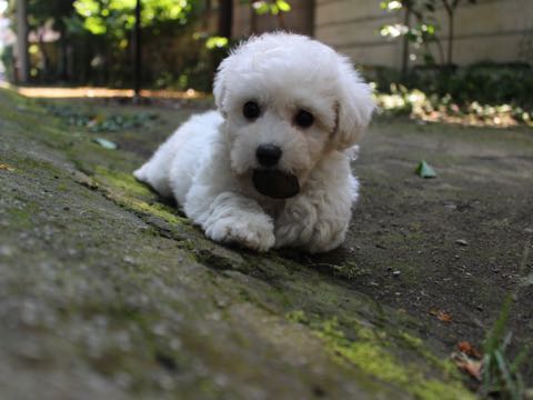 ビションフリーゼこいぬ情報フントヒュッテビションこいぬ画像子犬の社会化ショップビションフリーゼチャンピオン犬血統東京ビションメス関東かわいいビションおとこのこ文京区出産情報性格ビション家族募集中_279
