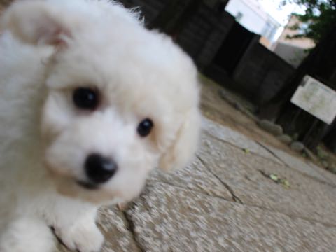 ビションフリーゼこいぬ情報フントヒュッテビションこいぬ画像子犬の社会化ショップビションフリーゼチャンピオン犬血統東京ビションメス関東かわいいビションおとこのこ文京区出産情報性格ビション家族募集中_293