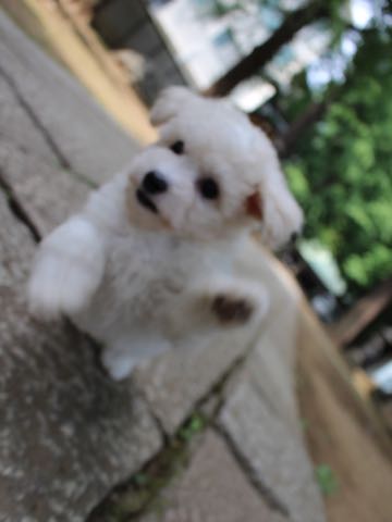 ビションフリーゼこいぬ情報フントヒュッテビションこいぬ画像子犬の社会化ショップビションフリーゼチャンピオン犬血統東京ビションメス関東かわいいビションおとこのこ文京区出産情報性格ビション家族募集中_294