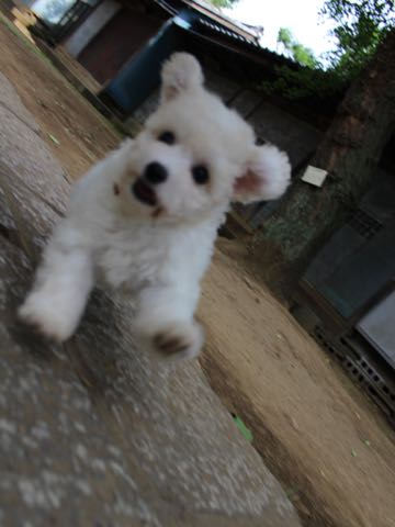 ビションフリーゼこいぬ情報フントヒュッテビションこいぬ画像子犬の社会化ショップビションフリーゼチャンピオン犬血統東京ビションメス関東かわいいビションおとこのこ文京区出産情報性格ビション家族募集中_296