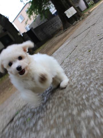 ビションフリーゼこいぬ情報フントヒュッテビションこいぬ画像子犬の社会化ショップビションフリーゼチャンピオン犬血統東京ビションメス関東かわいいビションおとこのこ文京区出産情報性格ビション家族募集中_298