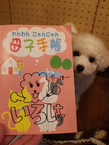 ビションフリーゼこいぬ情報フントヒュッテビションこいぬ画像子犬の社会化ショップビションフリーゼチャンピオン犬血統東京ビションメス関東かわいいビションおとこのこ文京区出産情報性格ビション家族募集中_305
