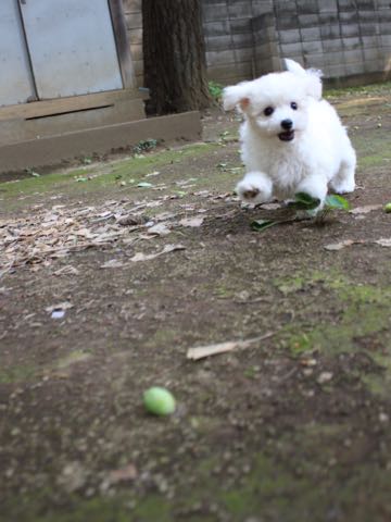 ビションフリーゼこいぬ情報フントヒュッテビションこいぬ画像子犬の社会化ショップビションフリーゼチャンピオン犬血統東京ビションメス関東かわいいビションおとこのこ文京区出産情報性格ビション家族募集中_314.jpg